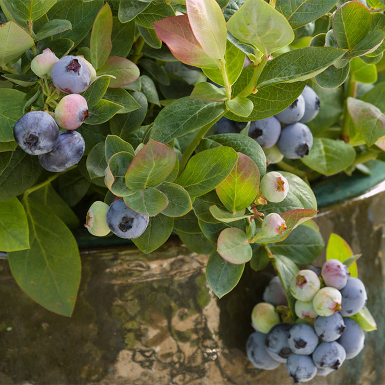 Blueberry 'Pink Icing' 1 gal sleeve