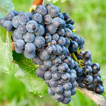 Grape 'Black Monukka'