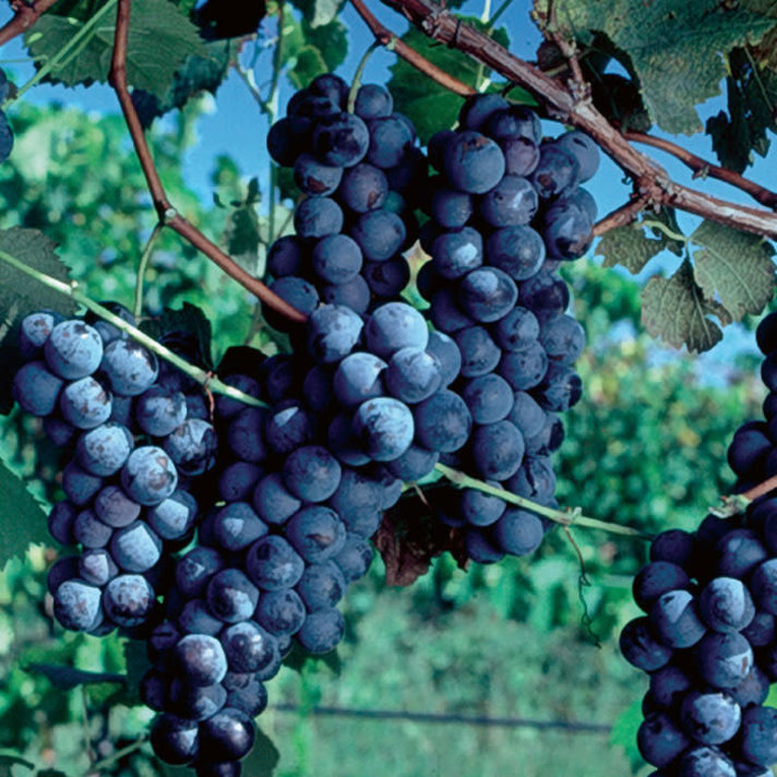 Grape Vines - Evergreen Nursery