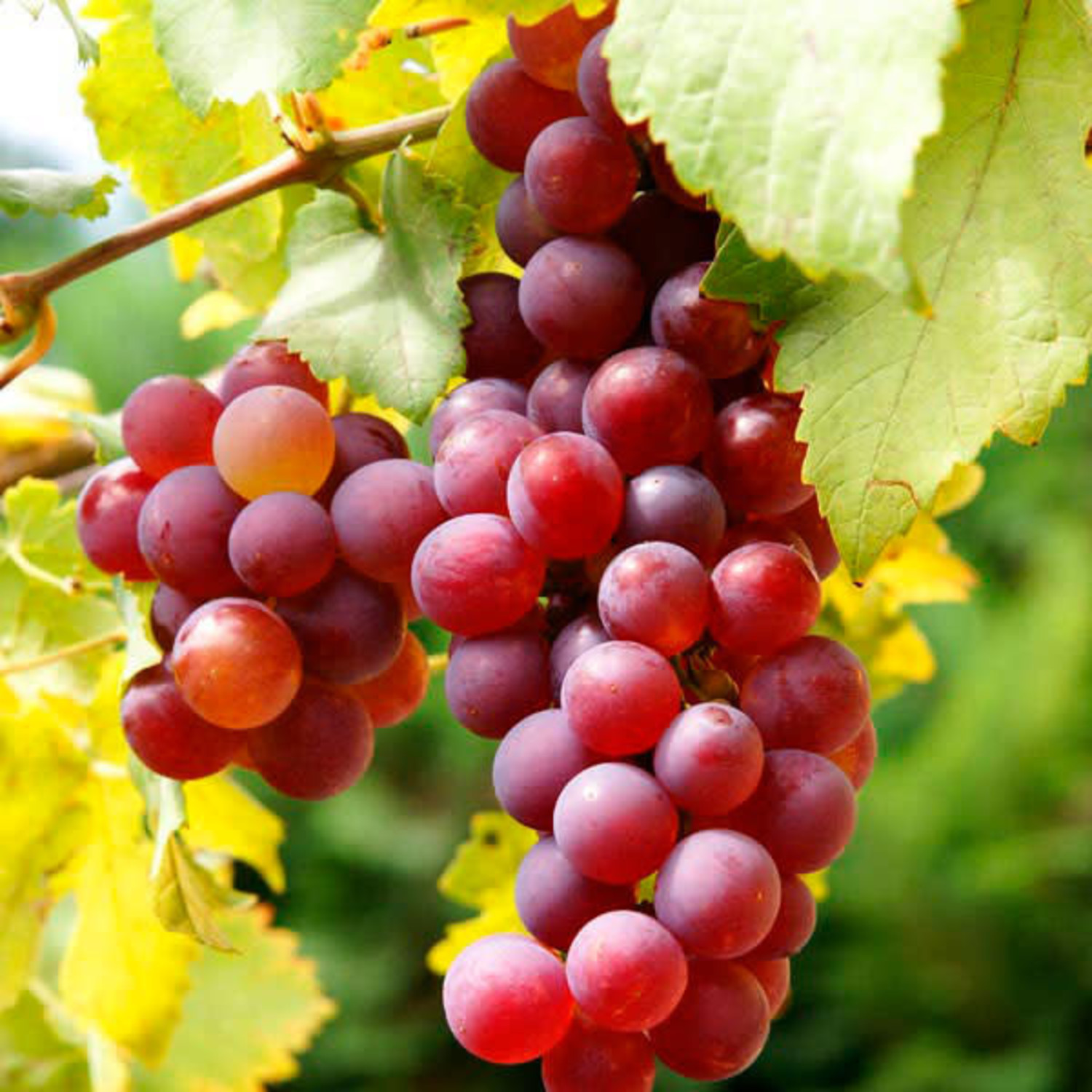 Red Grapes, Seedless