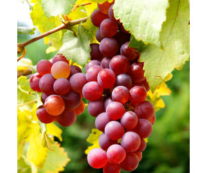 https://cdn.shoplightspeed.com/shops/651173/files/42407757/300x250x2/grape-flame-seedless-1-gal.jpg