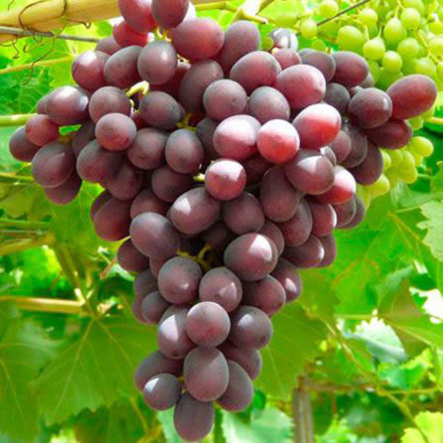 Ruby Seedless Grape Vine