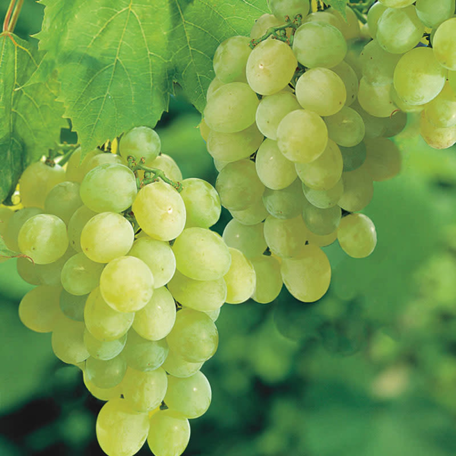 Grape 'Thompson Seedless' — Green Acres Nursery & Supply