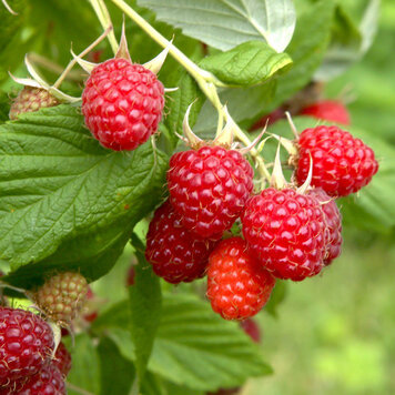 Raspberry 'Caroline'