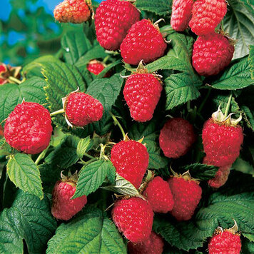 Raspberry 'Heritage Red'