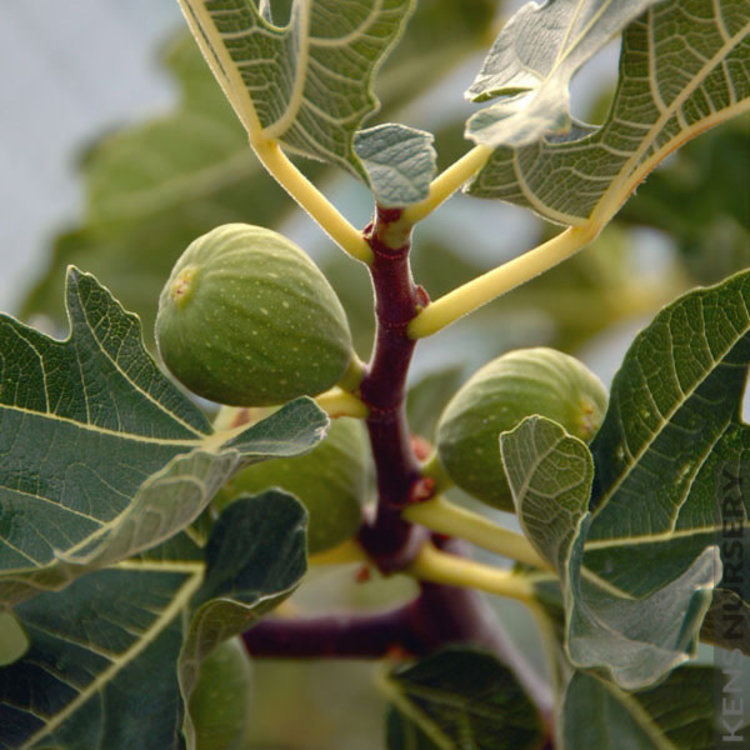Fig 'Janice Seedless Kadota' 1 gal sleeve