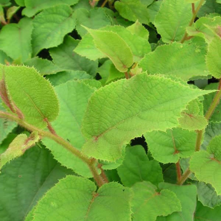 Kiwi 'Tomuri Male' 1 gal sleeve