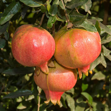 Pomegranate 'Ambrosia'