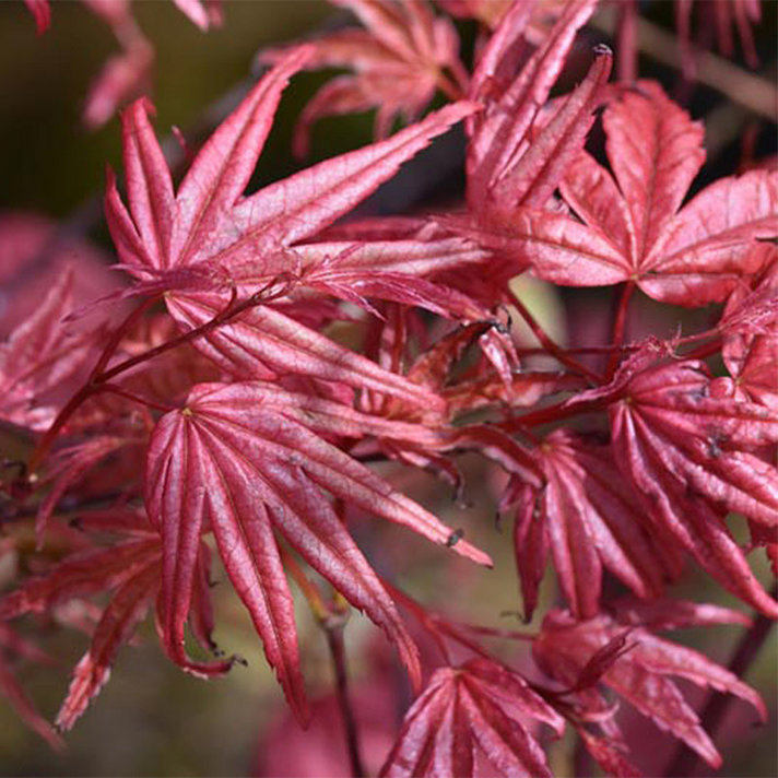 Japanese Maple Trees Evergreen Nursery
