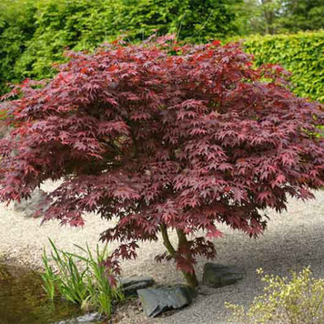 Acer 'Bloodgood'