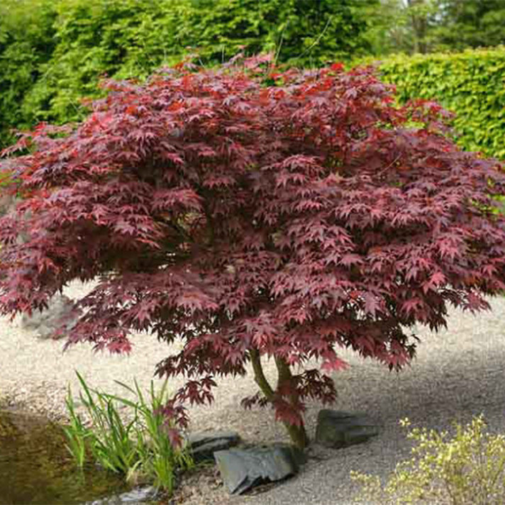 Quality Japanese Maple Trees in San Leandro East Bay - Evergreen