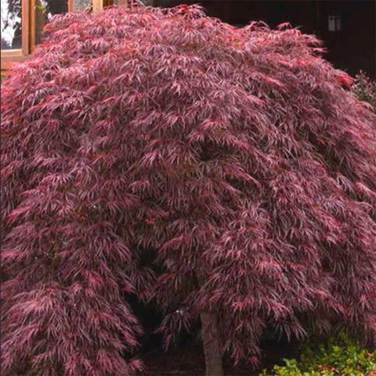 Acer palmatum dissectum 'Crimson Queen'