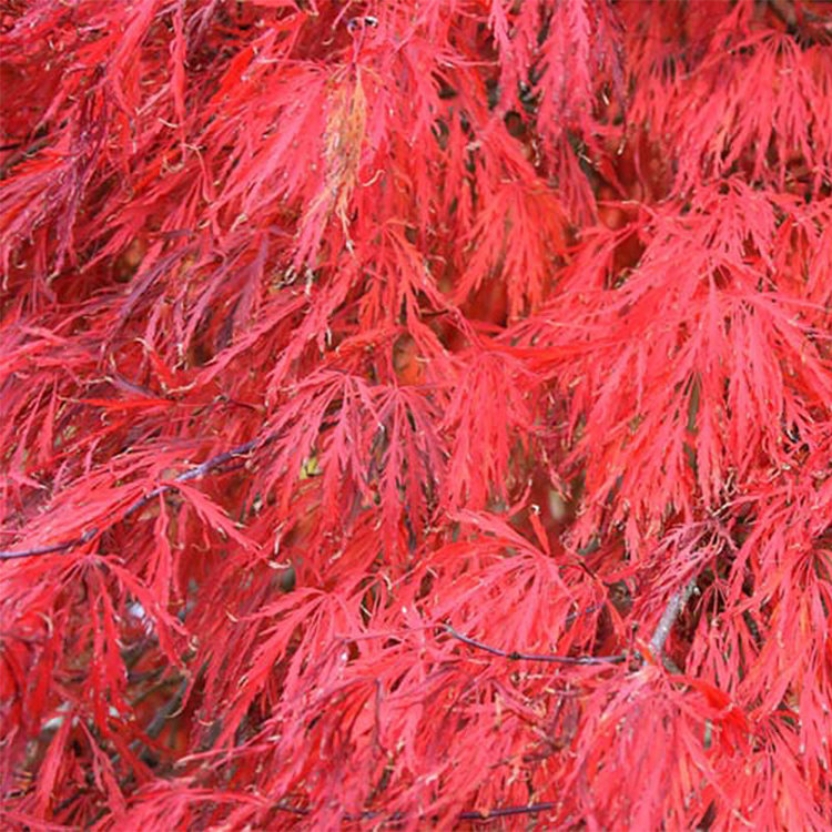 Acer palmatum dissectum 'Crimson Queen'
