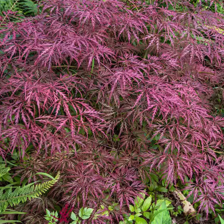 Acer palmatum dissectum 'Crimson Queen'