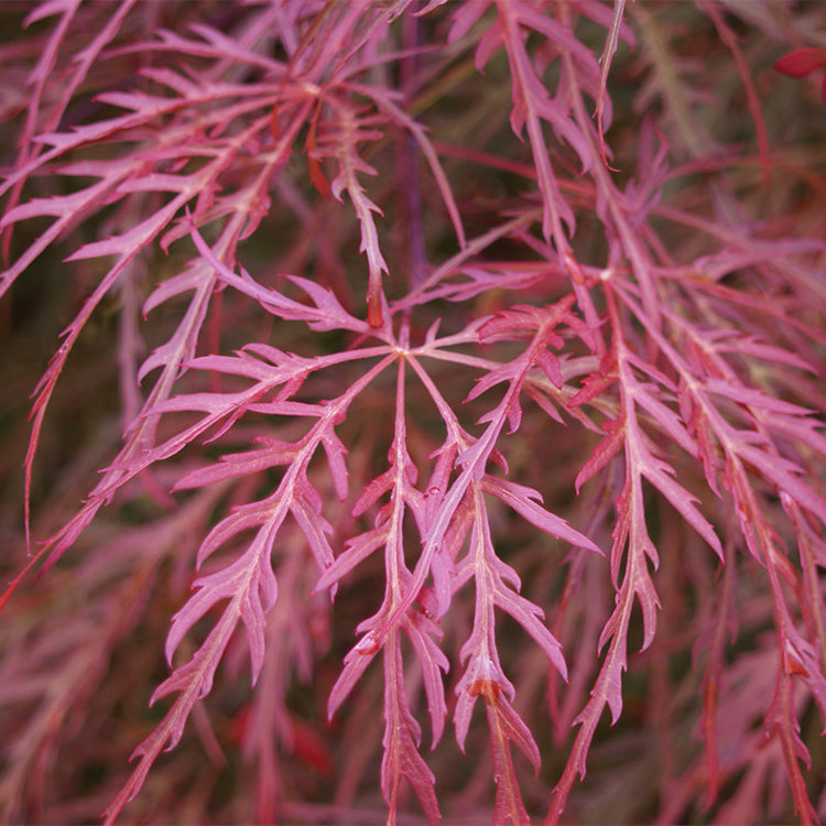 Acer palmatum dissectum 'Crimson Queen'