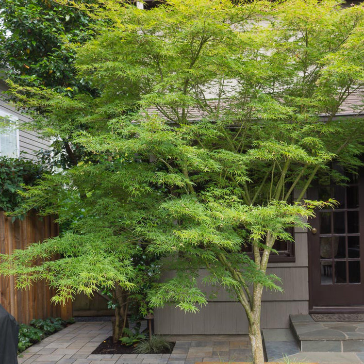 Acer palmatum dissectum 'Seiryu'