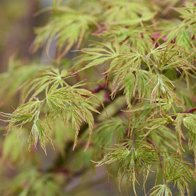 Acer palmatum dissectum 'Seiryu'