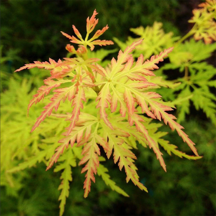 Acer palmatum dissectum 'Seiryu'