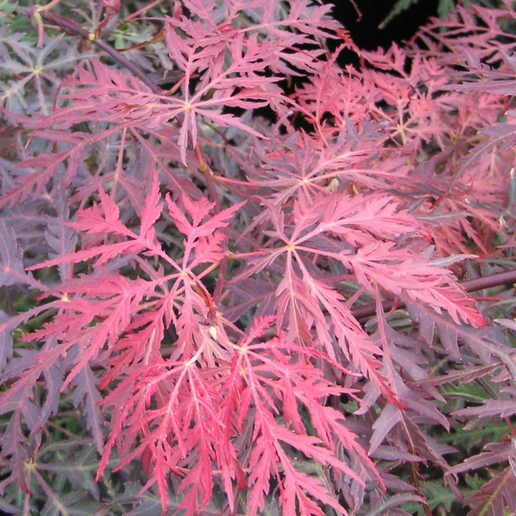 Acer palmatum dissectum 'Tamukeyama'