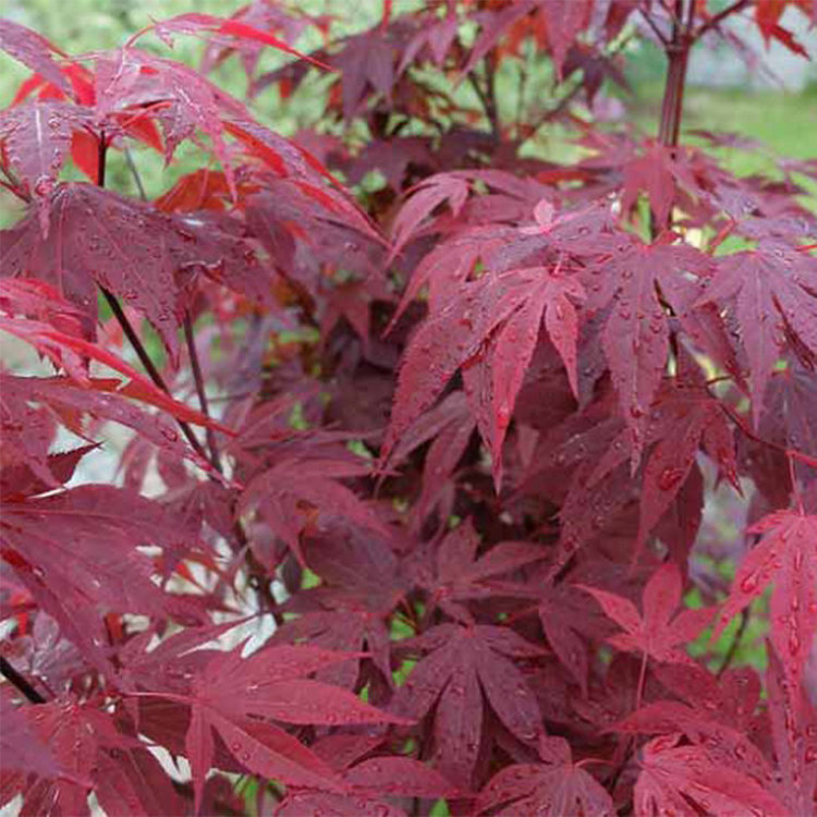 Acer palmatum 'Emperor One'