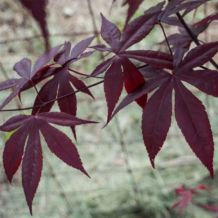 Acer palmatum 'Emperor One'