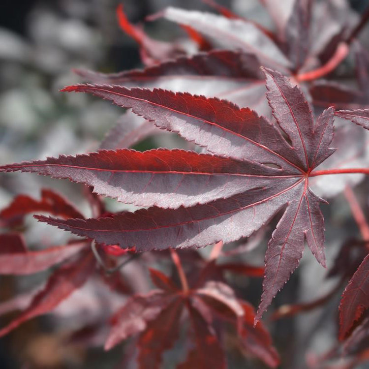 Acer palmatum 'Emperor One'