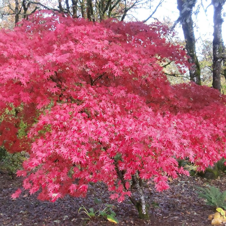Acer palmatum 'Fireglow'