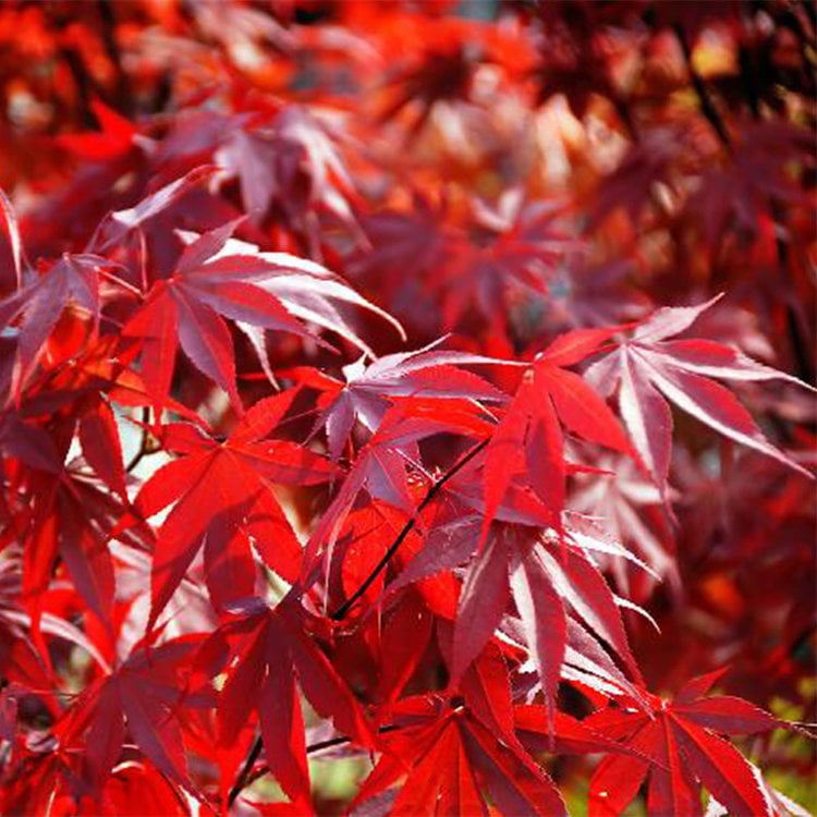 Acer palmatum 'Fireglow'