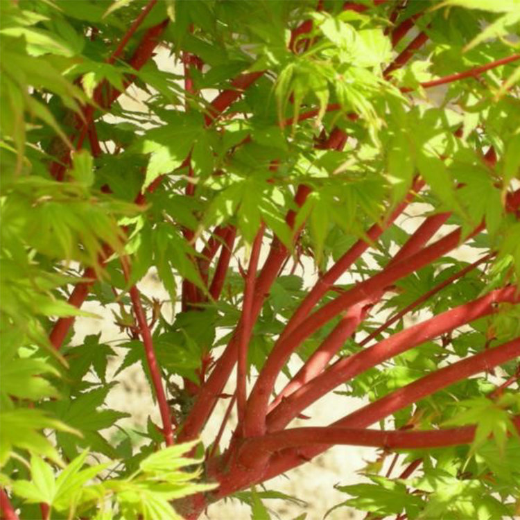 Acer palmatum 'Sango Kaku'