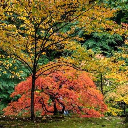 Japanese Maples