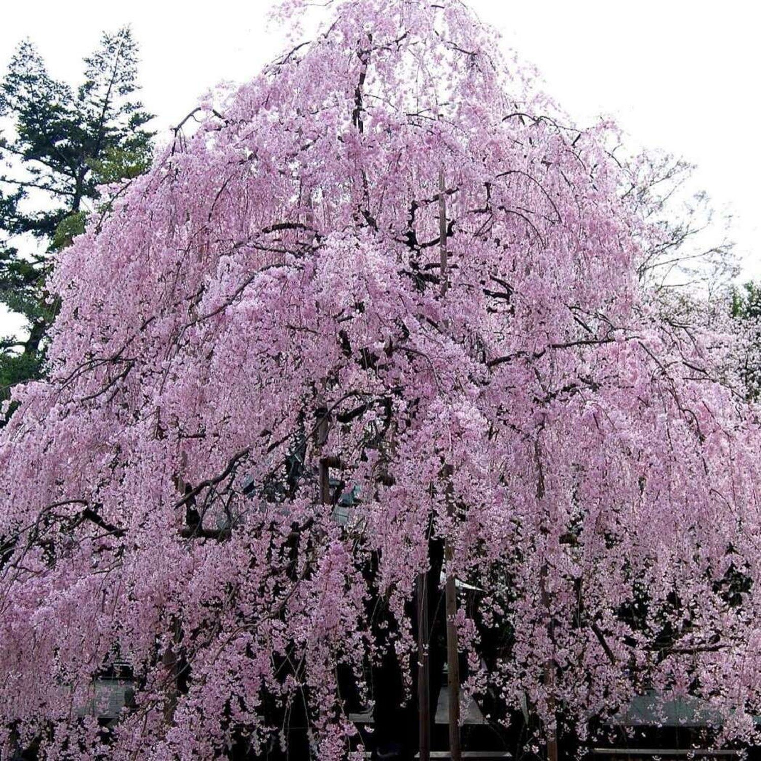 weeping flowering cherry tree