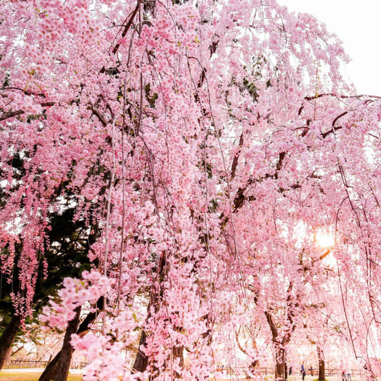 Double-Flowering Weeping Cherry - Evergreen Nursery