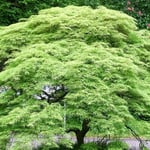Acer palmatum (BBP)