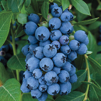 Blueberry 'Jewel Southern'