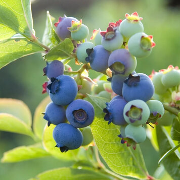Blueberry 'Sunshine Blue Southern'