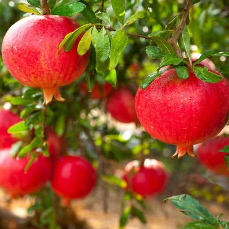 Pomegranate 'Eversweet'