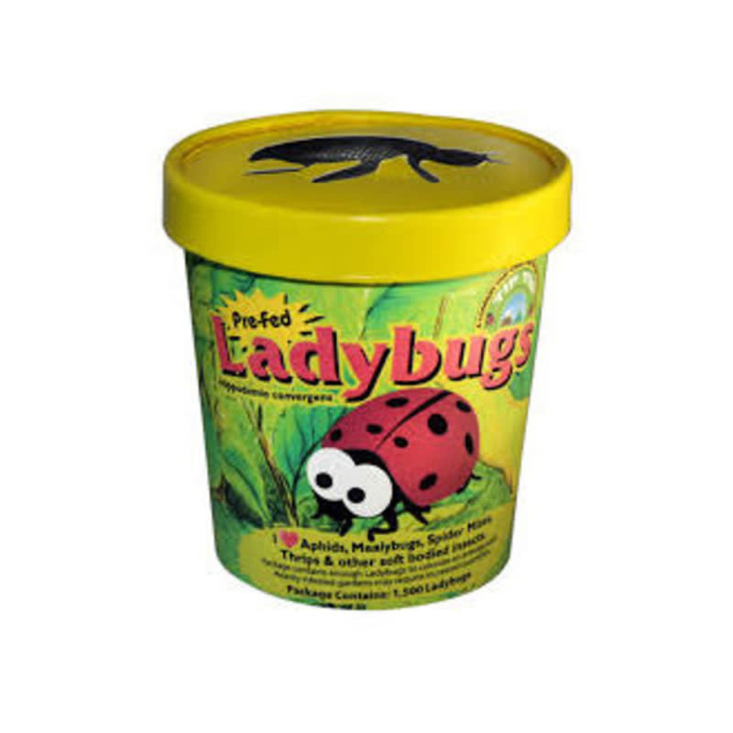 Ladybugs - Evergreen Nursery
