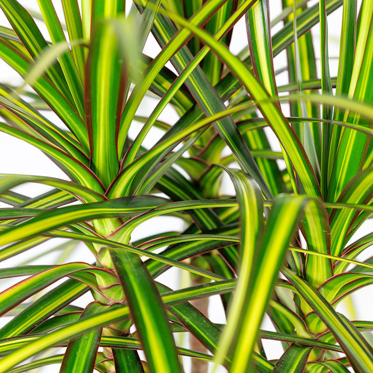 Dracaena 'Sunray'