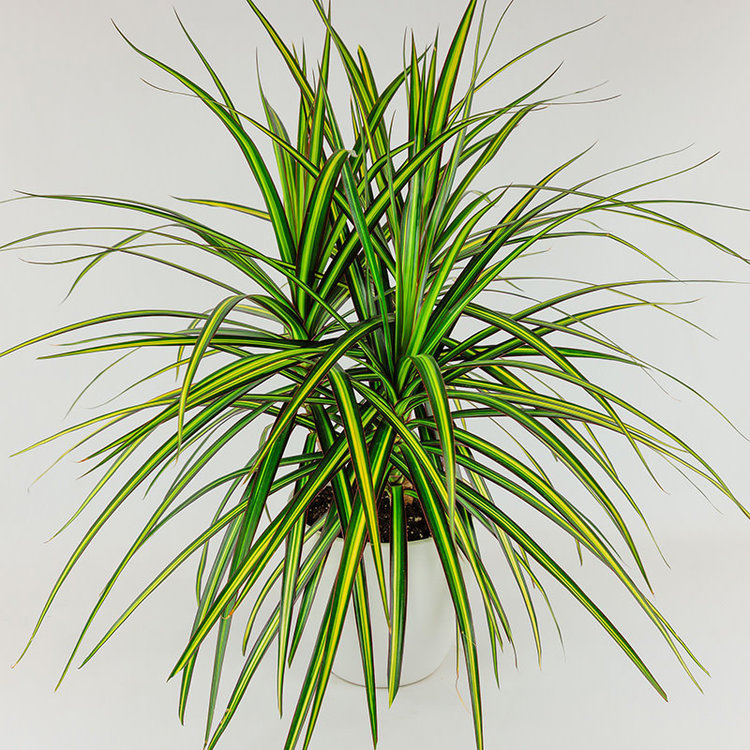 Dracaena 'Sunray'