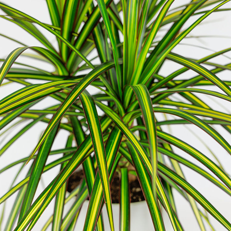 Dracaena 'Sunray'