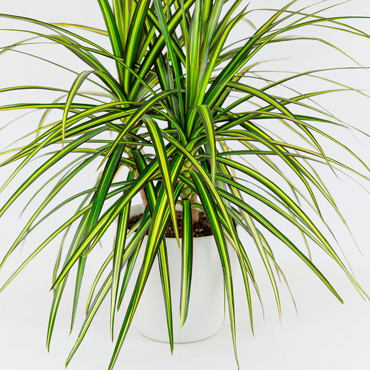 Dracaena 'Sunray'