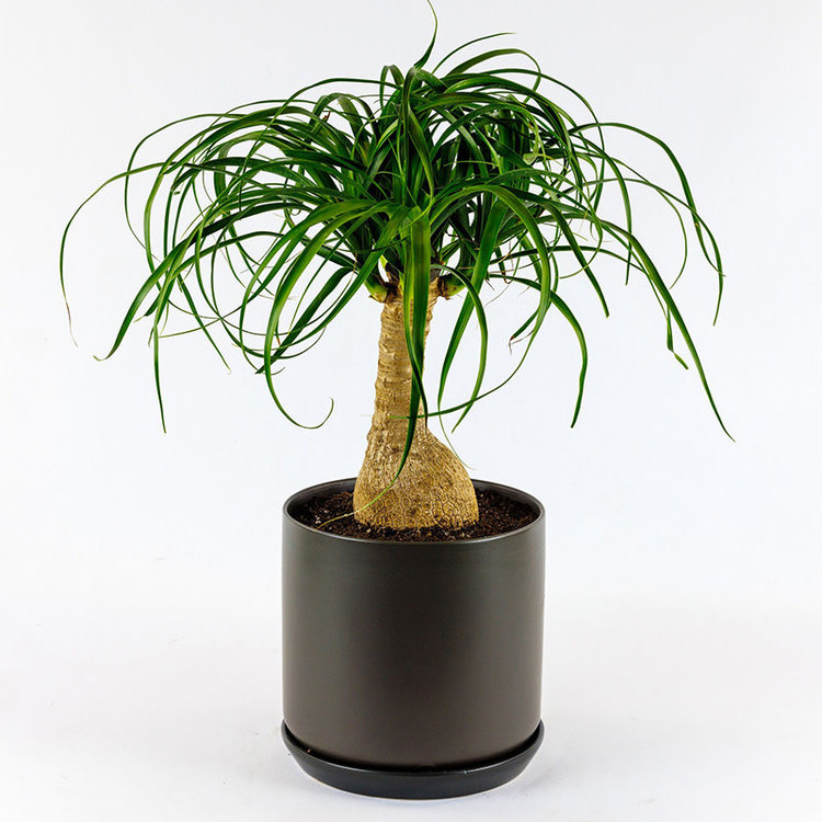 Beaucarnea (Ponytail Palm) Stump