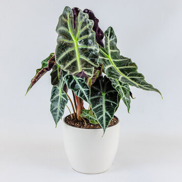 Alocasia 'African Mask'