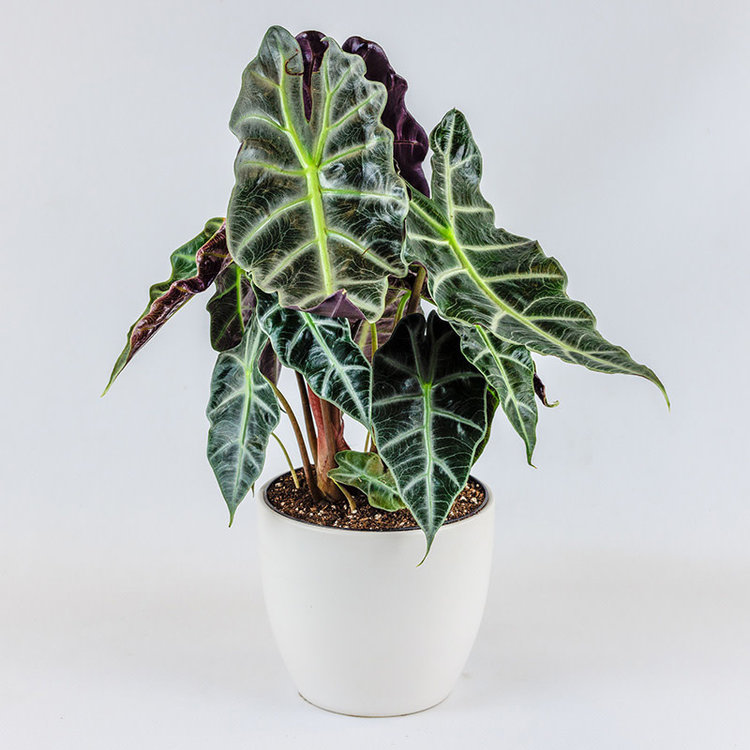 Alocasia 'African Mask'