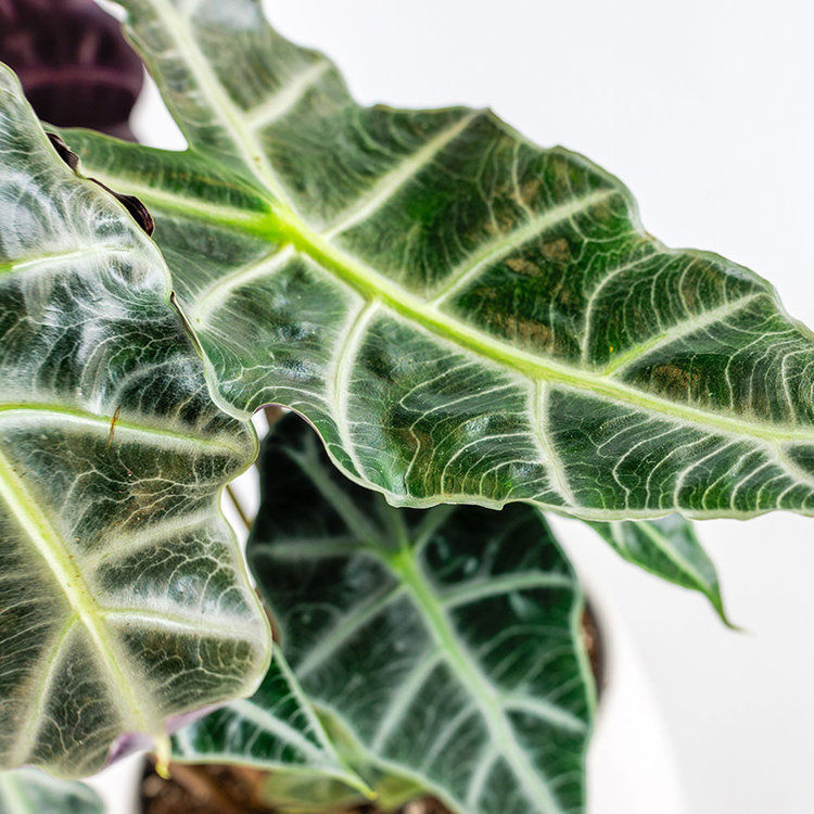 Alocasia 'African Mask'