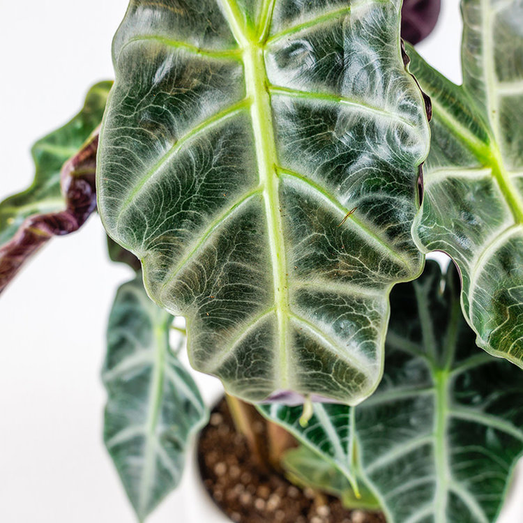 Alocasia 'African Mask'