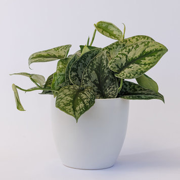 Pothos 'Silver Splash'