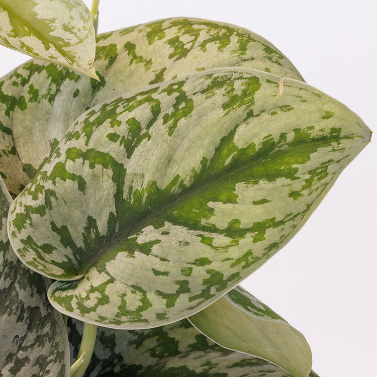 Pothos 'Silver Splash'