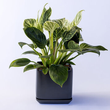 Philodendron 'Birkin'
