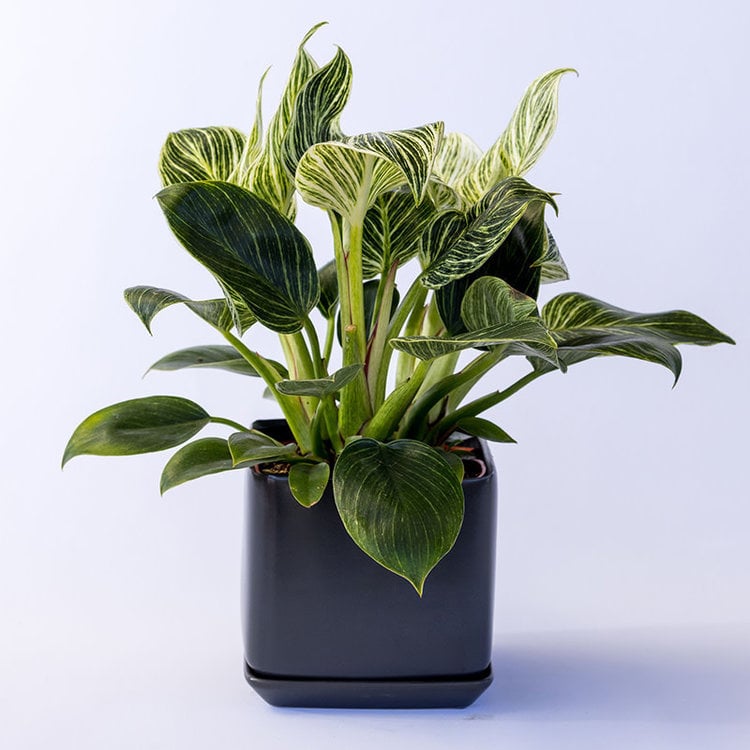 Philodendron 'Birkin'